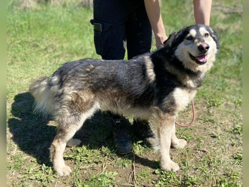 Micky, Husky Mischling