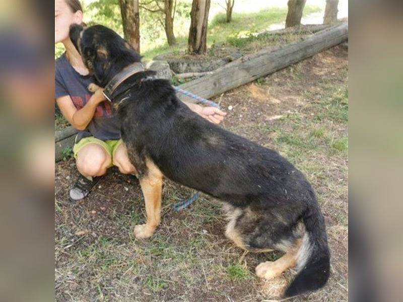 Hunter, Schäferhund-Mischling ca. 55 cm groß