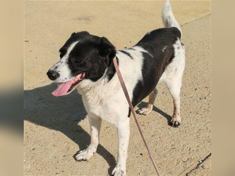 Cooper 3, Border Collie Mischling