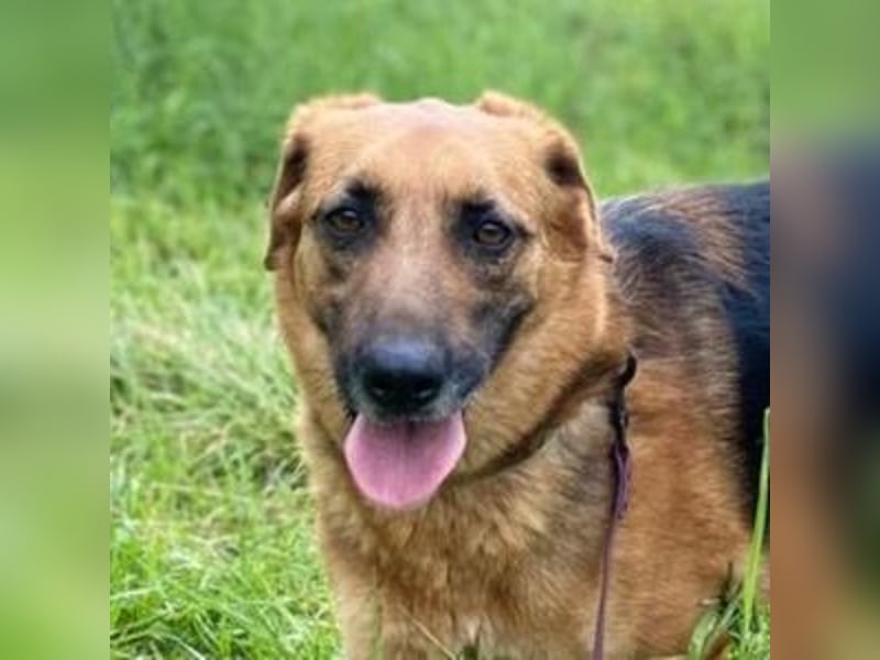 Duke, Schäferhund Mischling