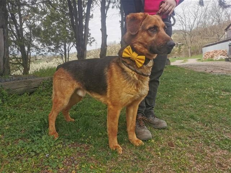Duke, Schäferhund Mischling