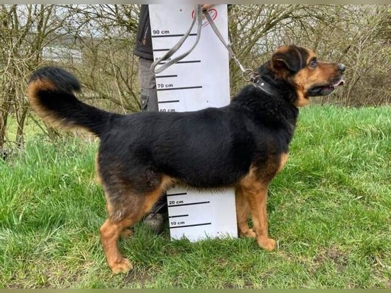 Zeus, Rottweiler Mischling