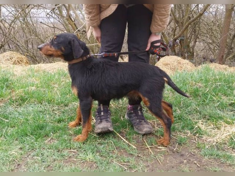 Brik, Terrier Mischling