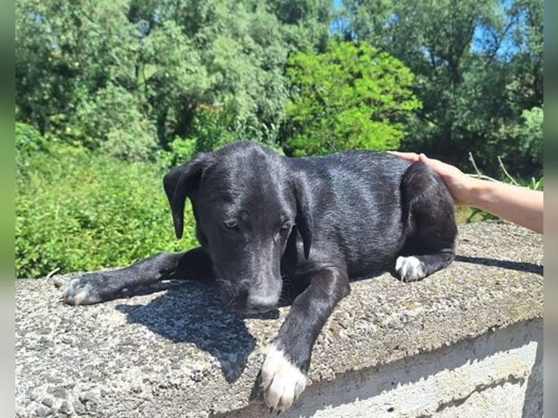 Loki, Mischling