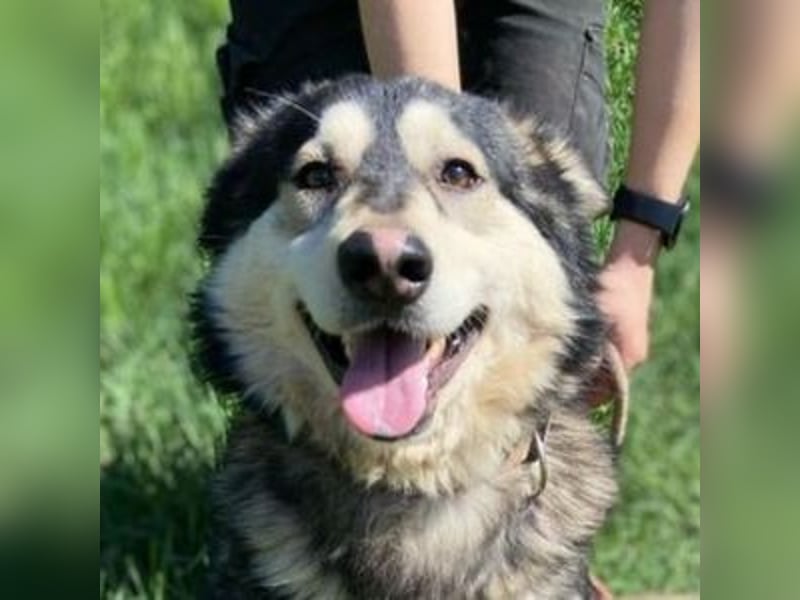 Micky, Husky Mischling
