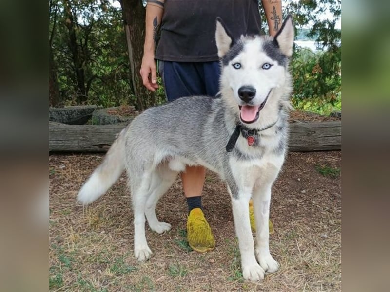 Maddox, Husky Malamute Mischling