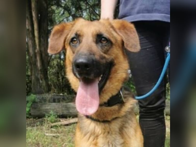 Duke, Schäferhund Mischling