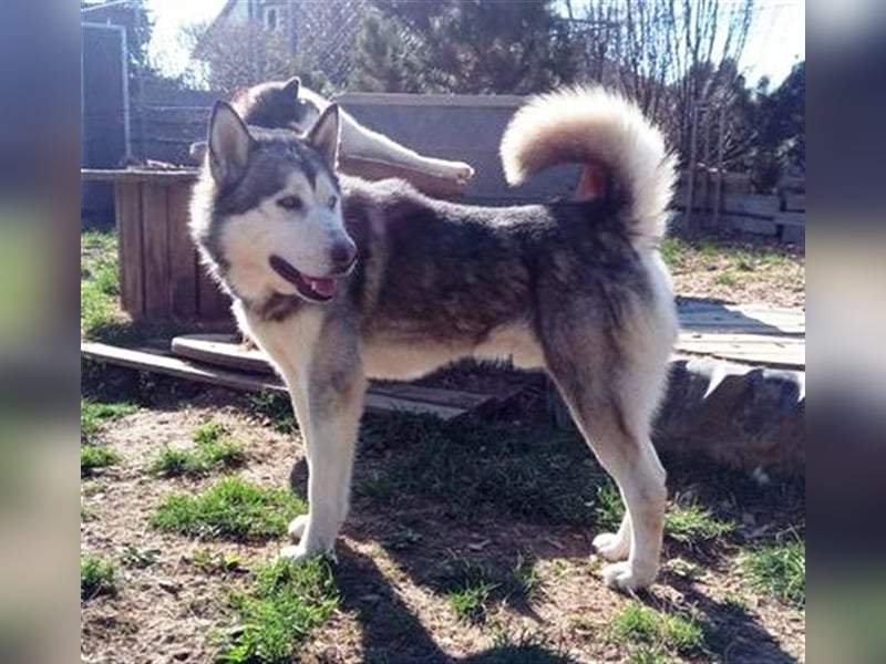 Husky-Malamute-Mischling MAX sucht Kenner seiner Rasse