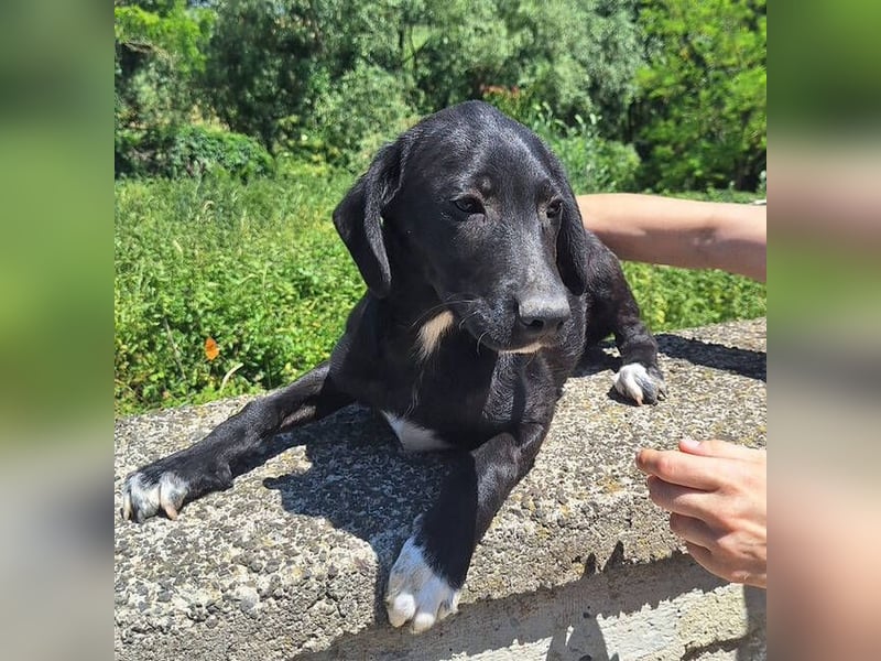 Loki, Mischling