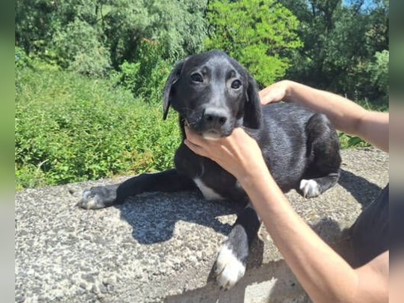 Loki, Mischling