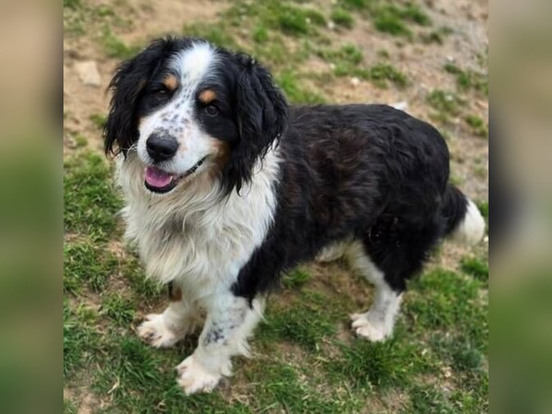 Nerko, Bener Sennenhund Mischling