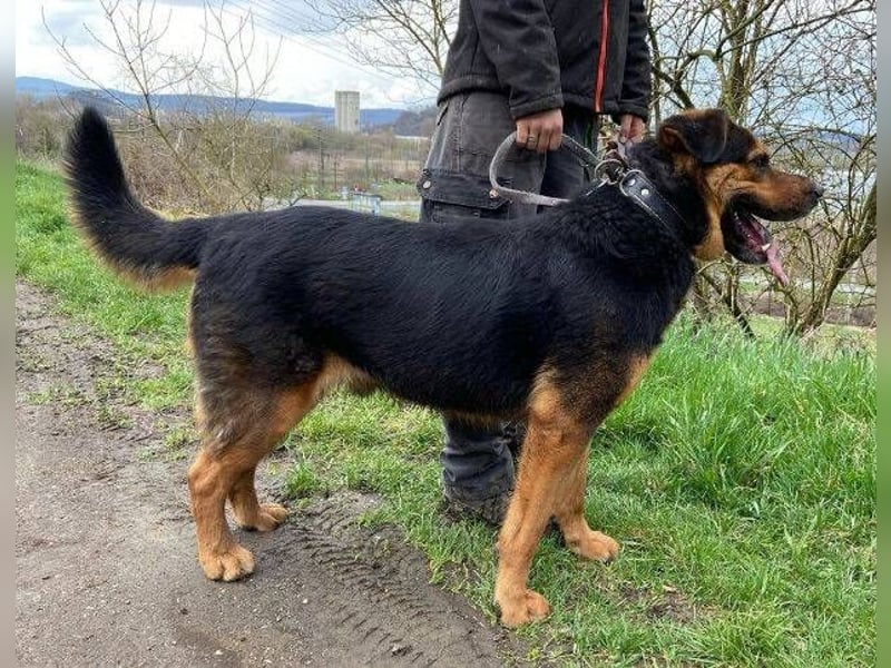 Zeus, Rottweiler Mischling