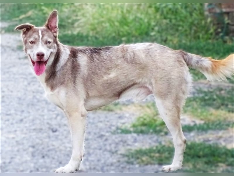 Ben, Husky Mischling