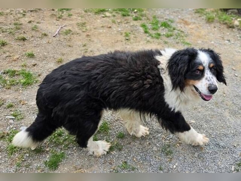 Nerko, Bener Sennenhund Mischling