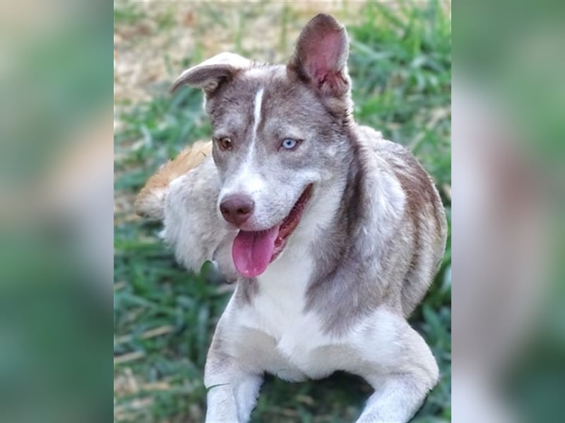 Ben, Husky Mischling