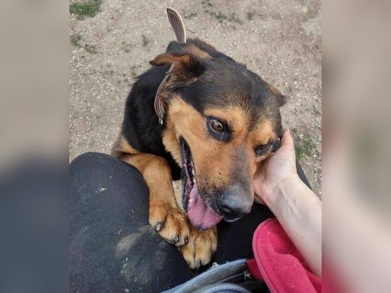 Zeus, Rottweiler Mischling