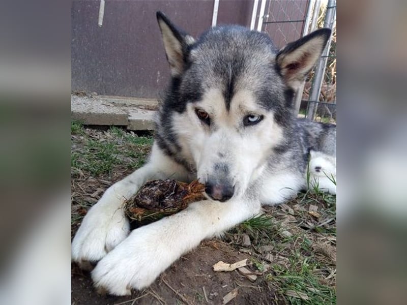 Husky-Malamute-Mischling MAX sucht Kenner seiner Rasse