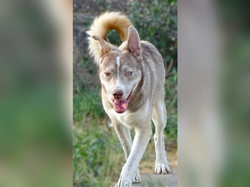 Ben, Husky Mischling