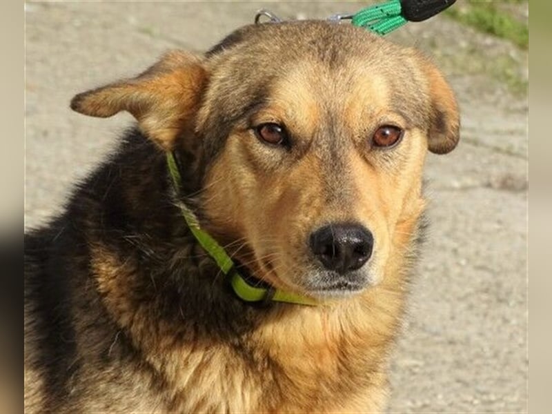 Fido, Mischling