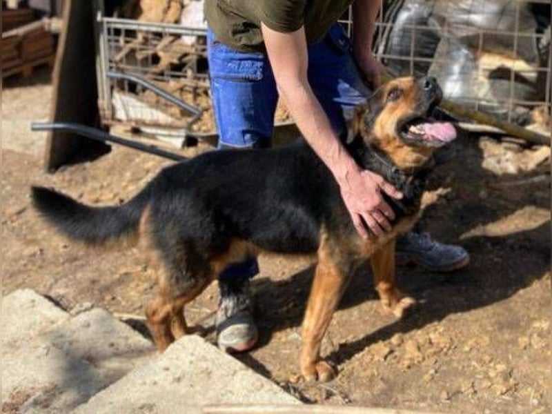 Zeus, Rottweiler Mischling