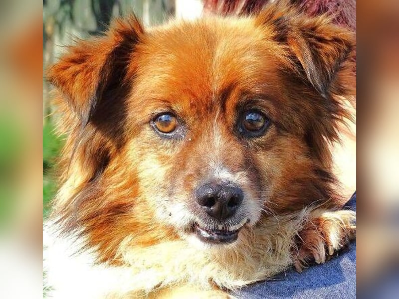 Peki, Mischling