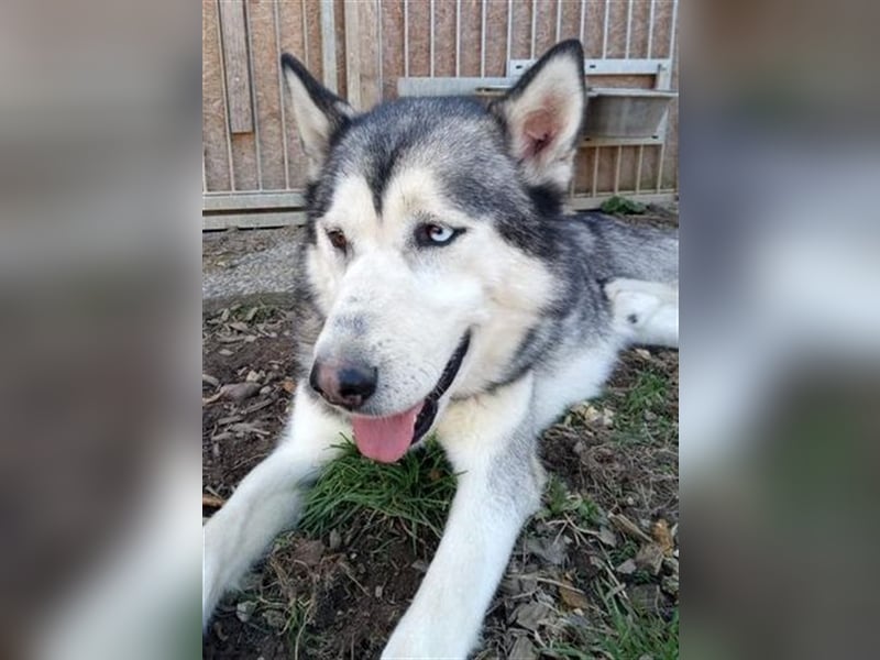 Husky-Malamute-Mischling MAX sucht Kenner seiner Rasse