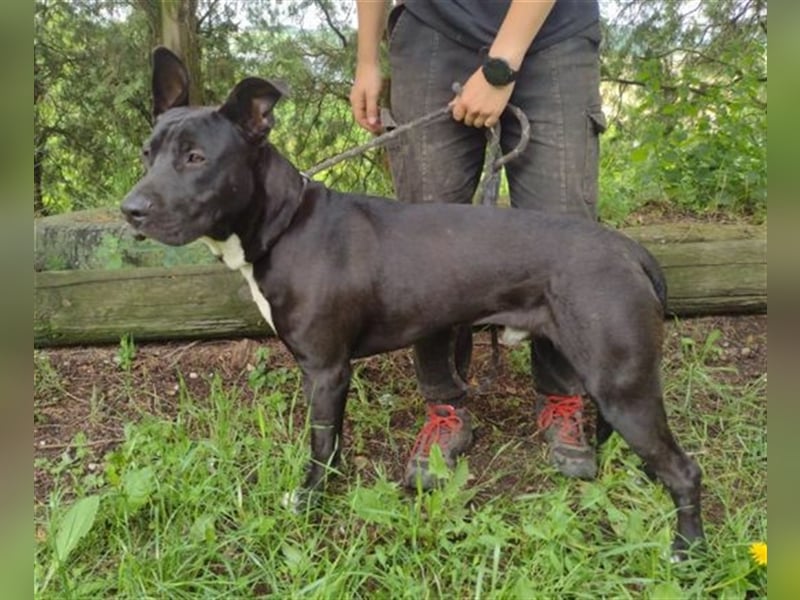 Sunny, Dogo Argentino Mischling