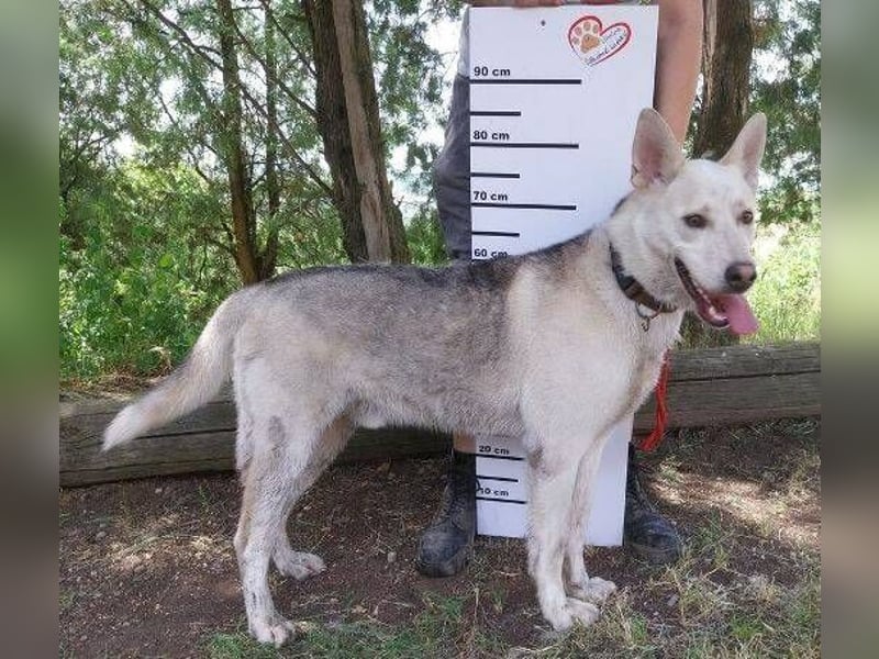 Nanouk, Husky Mischling, aktuell ca. 43 cm
