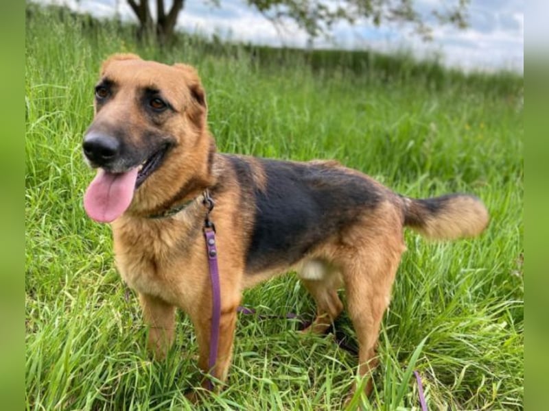 Duke, Schäferhund Mischling