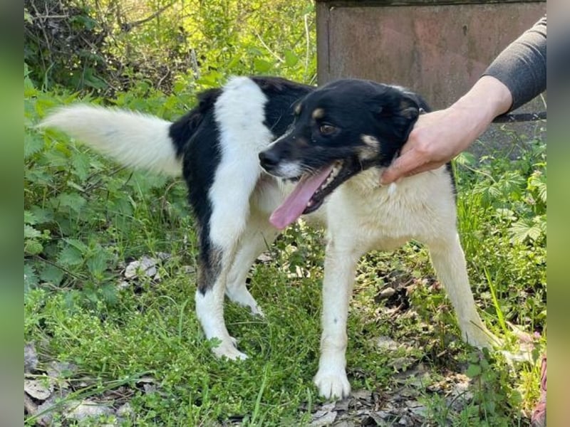 Beny, Mischling