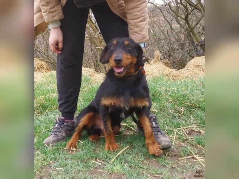 Brik, Terrier Mischling