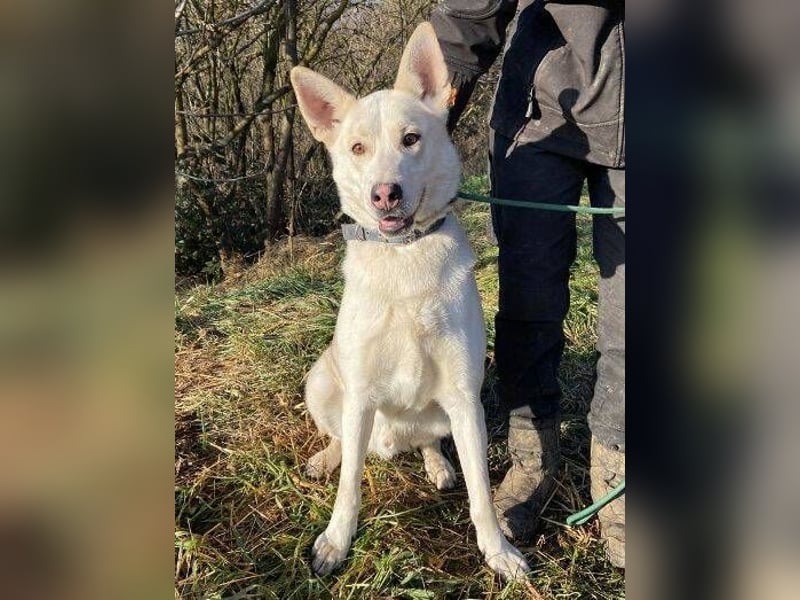 Nanouk, Husky Mischling, aktuell ca. 43 cm