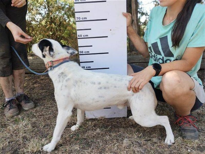 Astor 2, Jack Russell Mischling