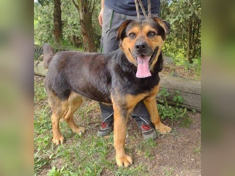 Zeus, Rottweiler Mischling
