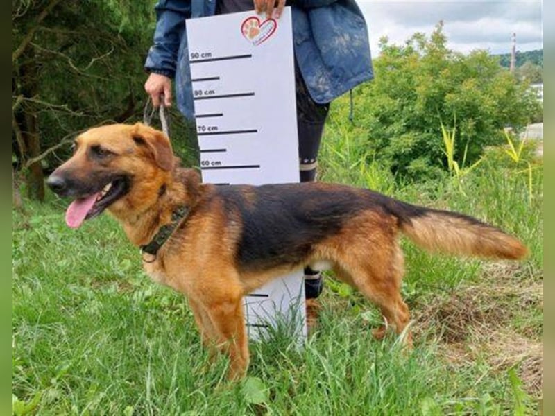 Duke, Schäferhund Mischling