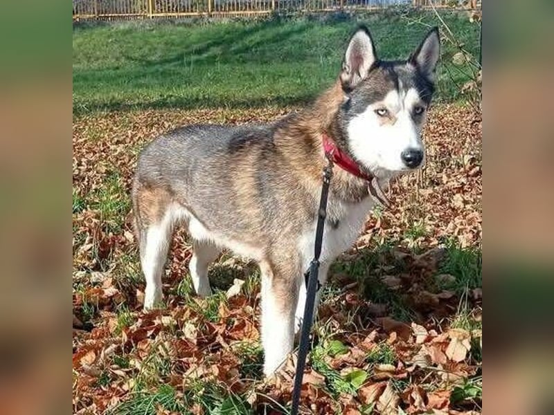Jackie, Husky Mischling