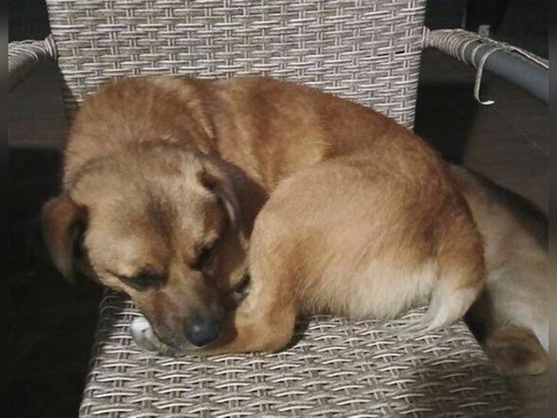 Romeo 2, Mischling