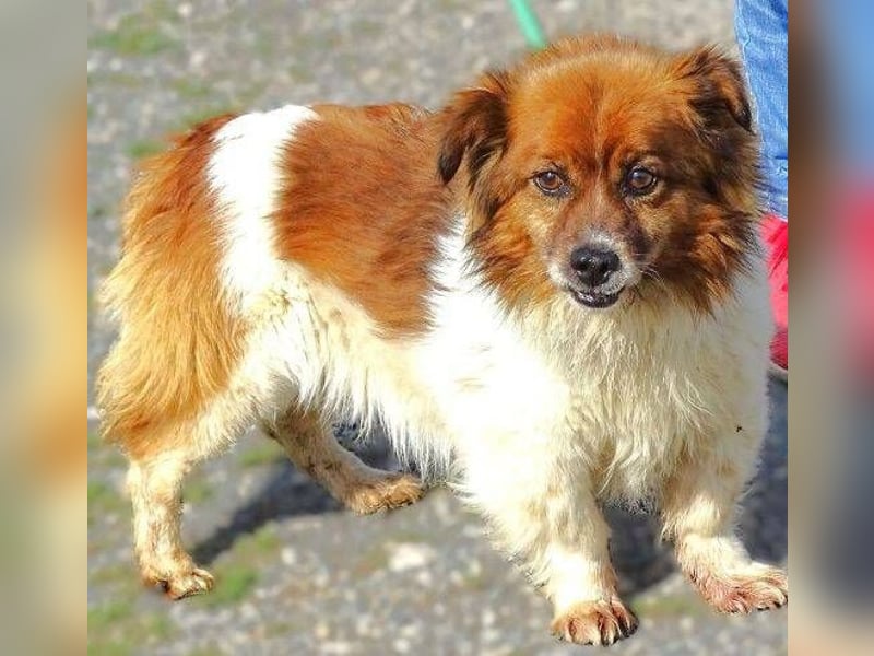 Peki, Mischling