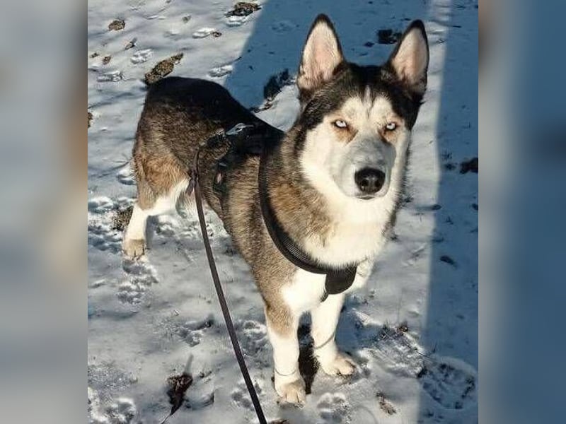 Jackie, Husky Mischling