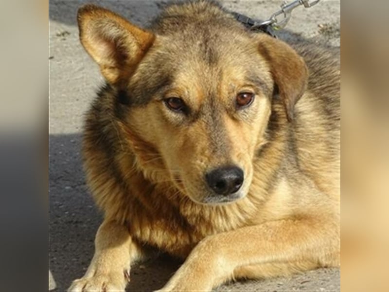 Fido, Mischling