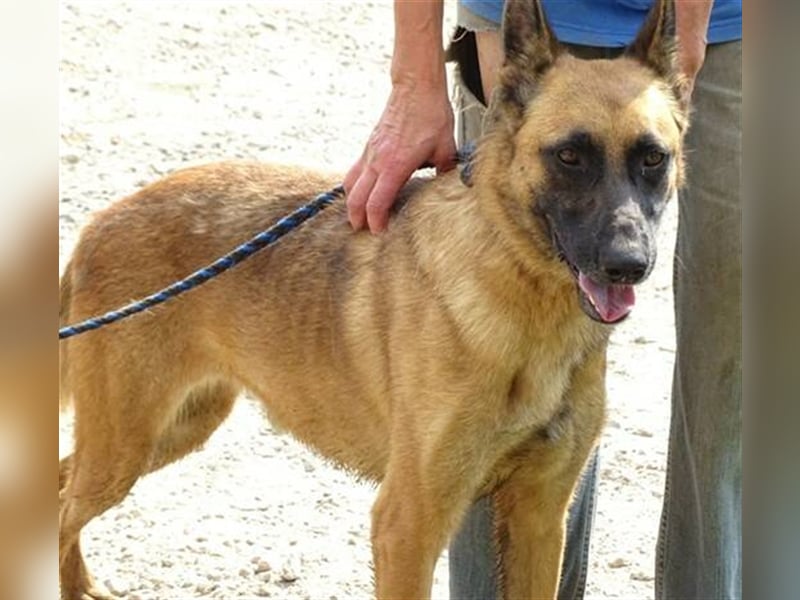 Ike, Malinois Mischling