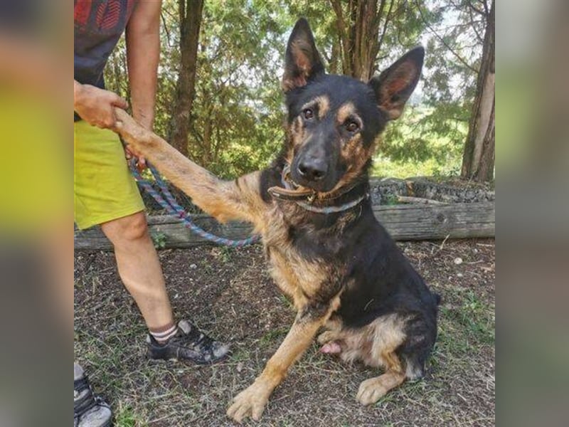 Hunter, Schäferhund-Mischling ca. 55 cm groß