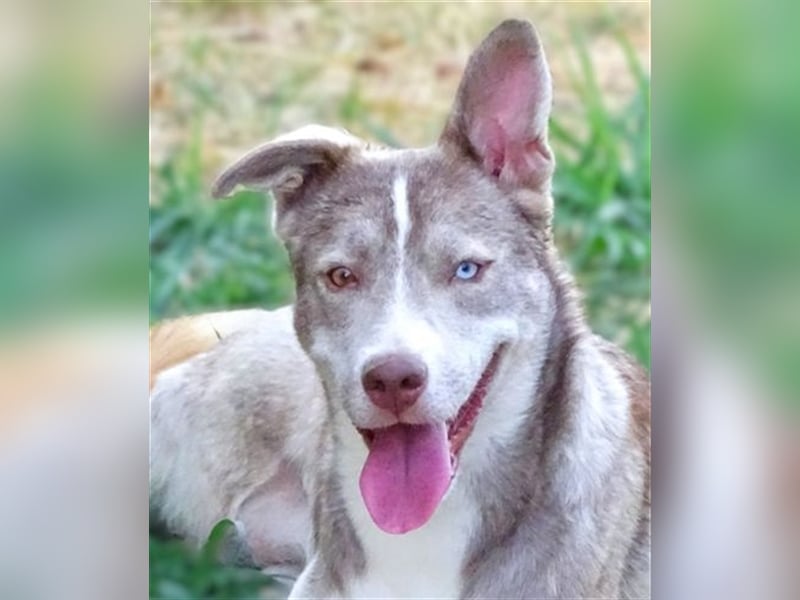 Ben, Husky Mischling
