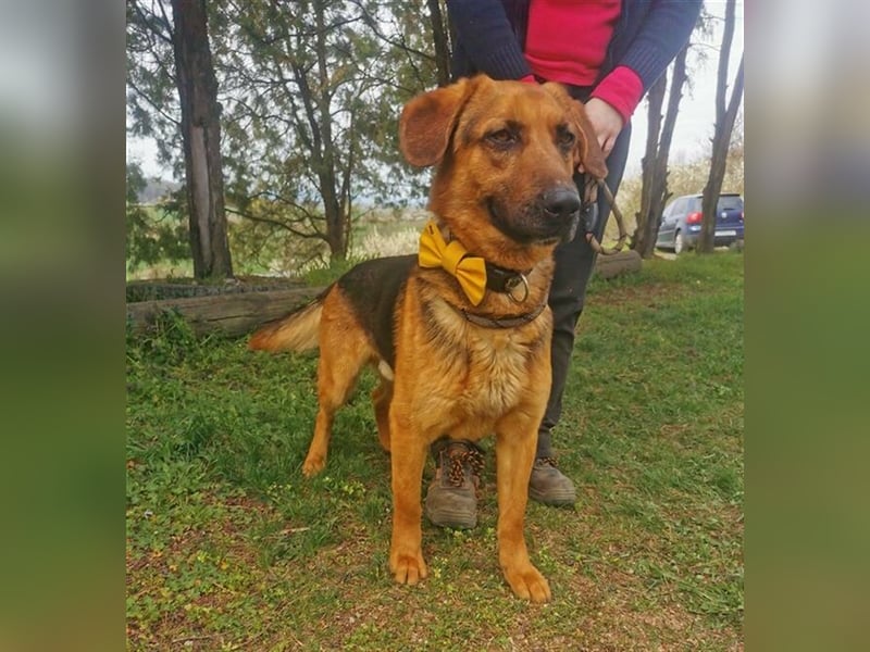 Duke, Schäferhund Mischling