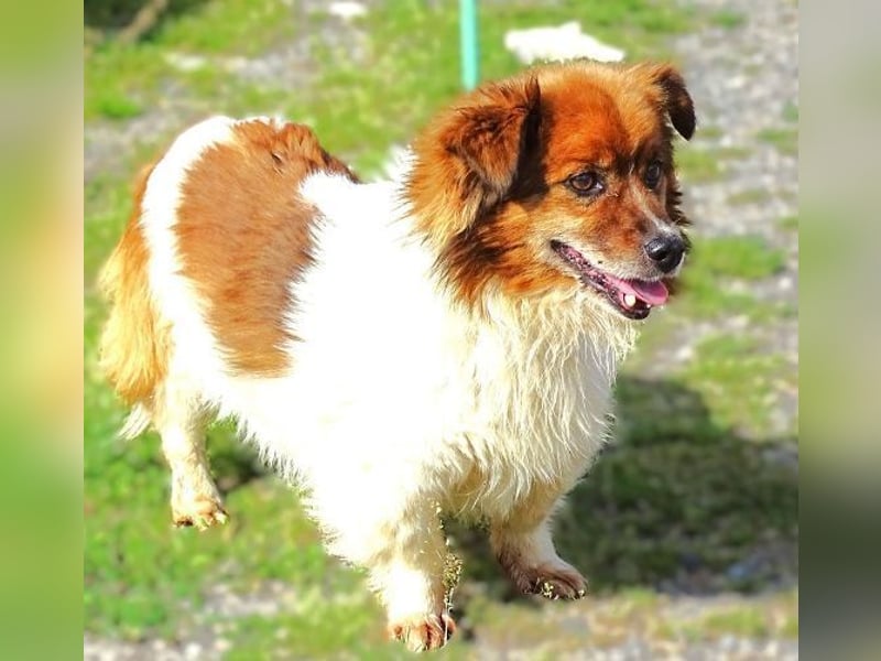 Peki, Mischling
