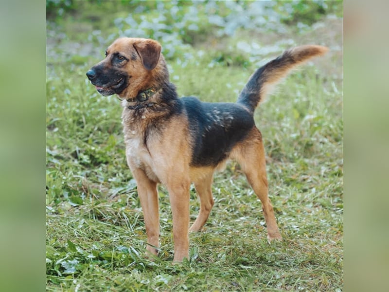Duke, Schäferhund Mischling