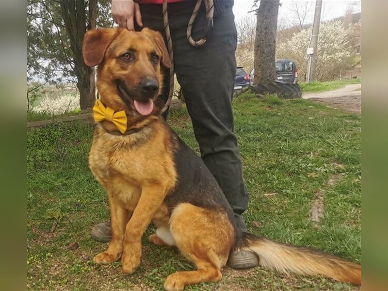 Duke, Schäferhund Mischling