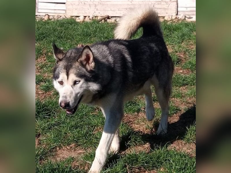 Husky-Malamute-Mischling MAX sucht Kenner seiner Rasse