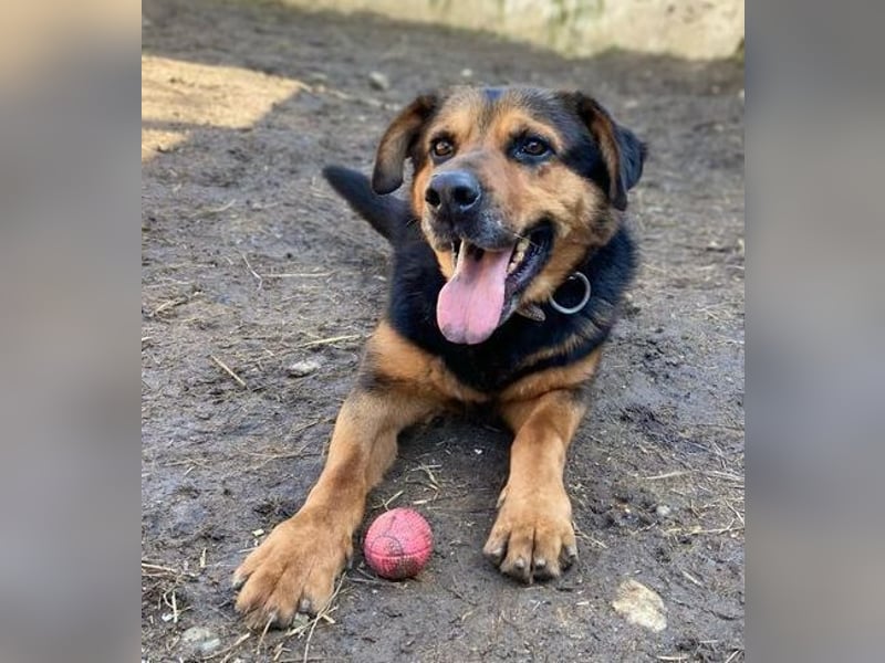 Zeus, Rottweiler Mischling