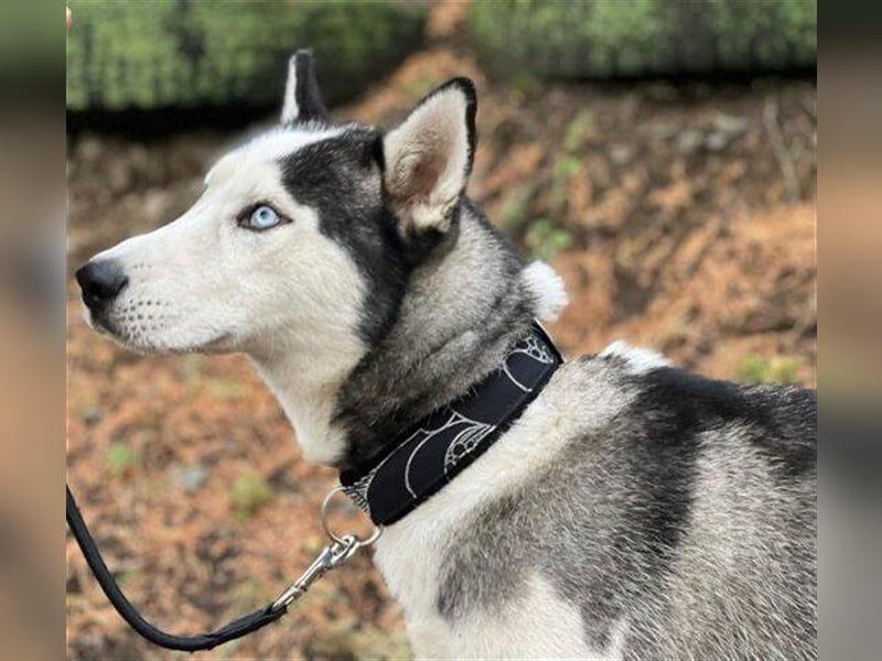 Maddox, Husky Malamute Mischling